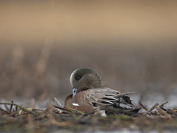Amerikanhaapana, American Wigeon, Anas americana